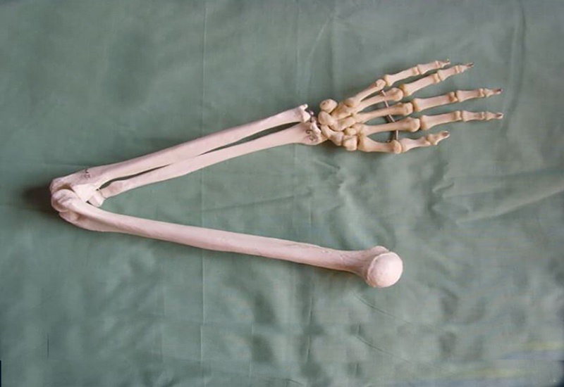 Cấu tạo của xương tay khá phức tạp