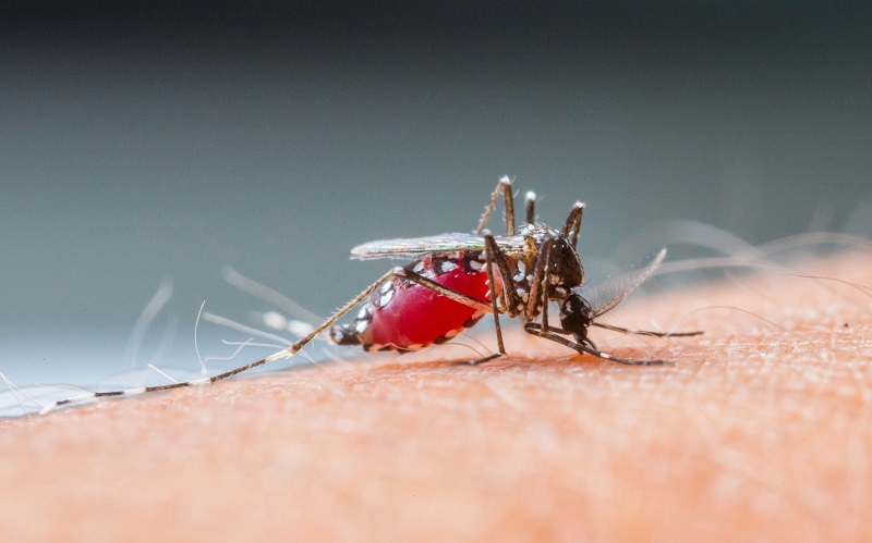 Muỗi Aedes aegypti - tác nhân lây truyền sốt xuất huyết