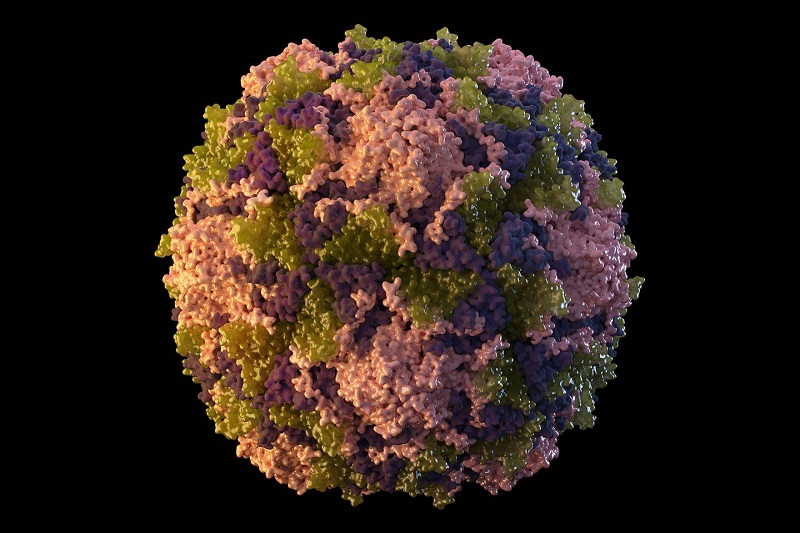 Virus polio gây bệnh bại liệt