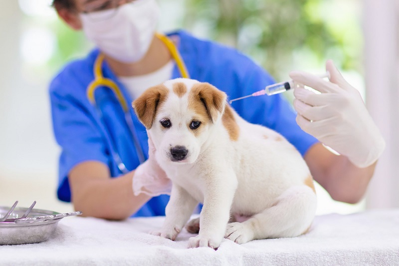 Tiêm vắc xin phòng dại cho chó là quy định bắt buộc