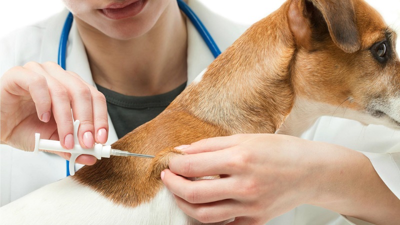 Tiêm vắc xin phòng dại cho chó nhằm giúp chúng khỏe mạnh và tránh nguy cơ lây lan bệnh dại