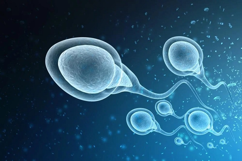 Tinh trùng được sản sinh để thực hiện chức năng sinh sản