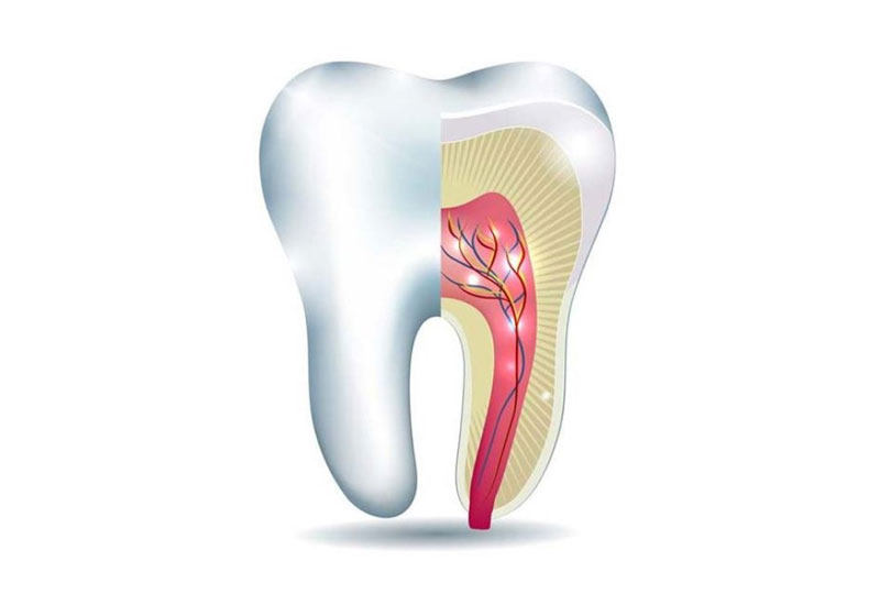 Tủy răng có cấu tạo tương đối phức tạp