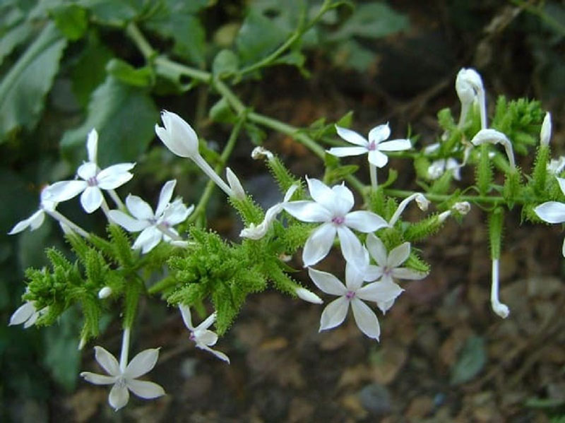 Hình ảnh bạch hoa xà mọc trong tự nhiên