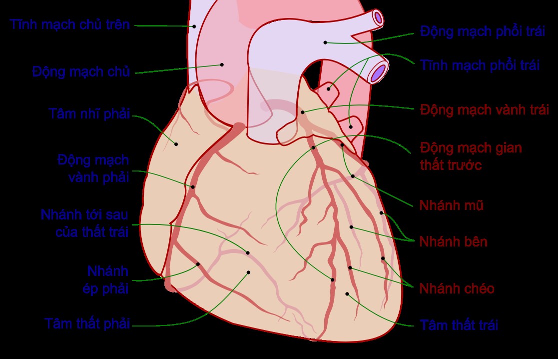 Hình ảnh giải phẫu mạch vành