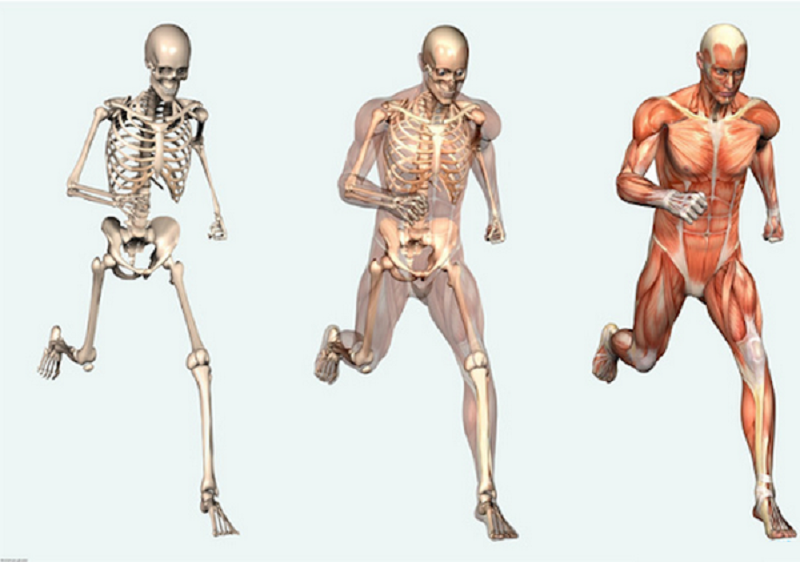Cơ xương giúp cho hệ xương có thể vận động được