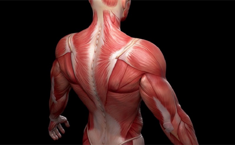 Không thể nói chính xác cơ thể người có khoảng bao nhiêu cơ vì không tách đếm từng sợi cơ được