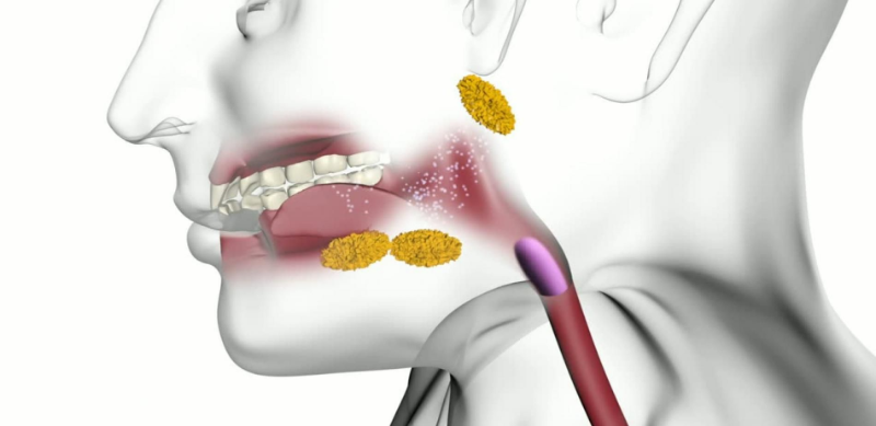 Các tuyến nước bọt trong miệng hỗ trợ tiêu hóa