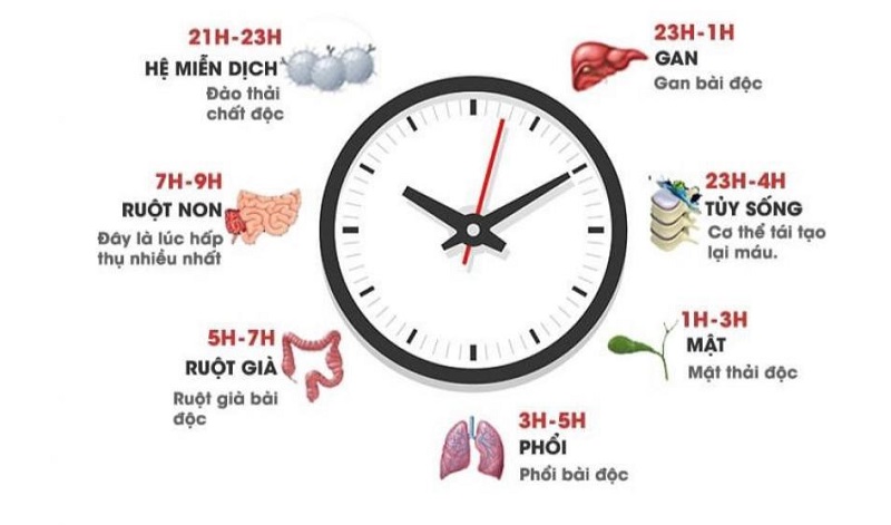 Đồng hồ sinh học các hoạt động của cơ thể