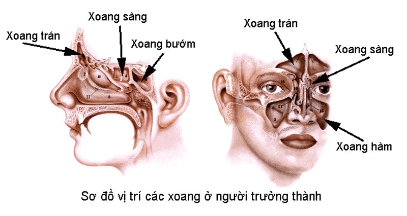 Hệ thống xoang vùng hàm mặt