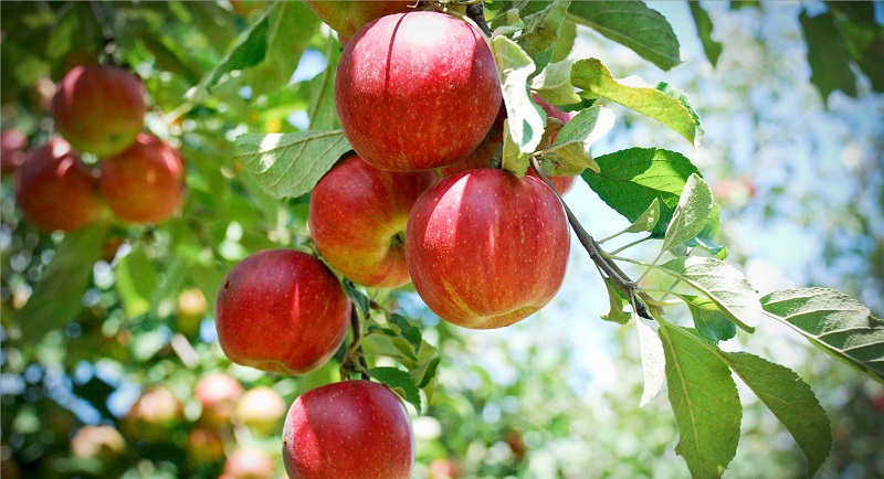 Ăn táo giúp kiểm soát các cơn đói, thèm ăn