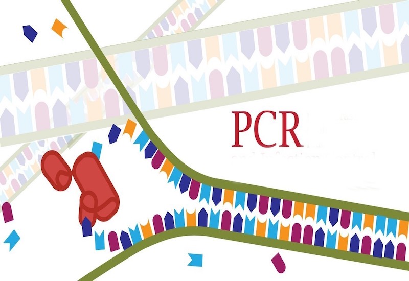 Xét nghiệm PCR giúp nhân bản hàng triệu lần một đoạn DNA chỉ trong thời gian ngắn