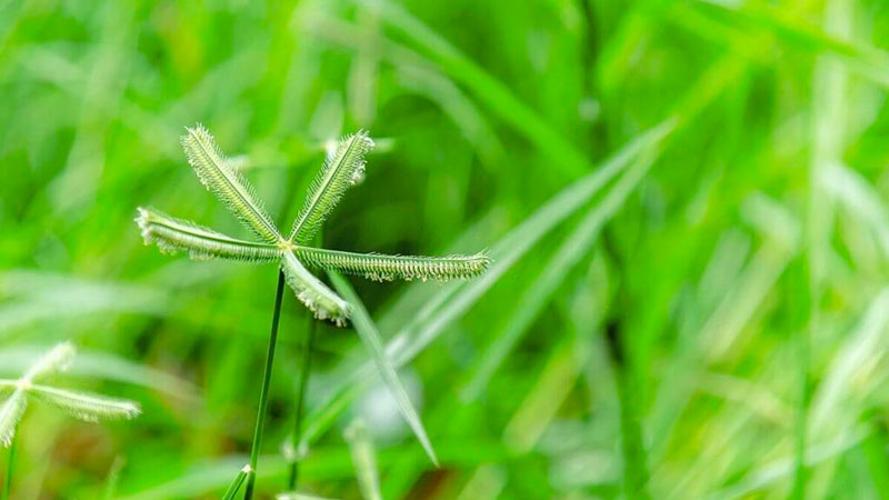 Những thực nghiệm cho thấy cỏ mần trầu có thể điều trị bệnh