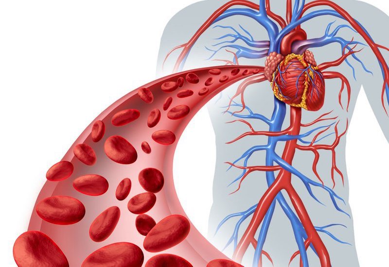 Lưu lượng máu, sức cản động mạch, sự co bóp của tim là các yếu tố ảnh hưởng đến huyết áp