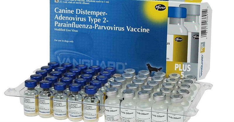 Vaccine Care bảo vệ chó trước bệnh sài sốt