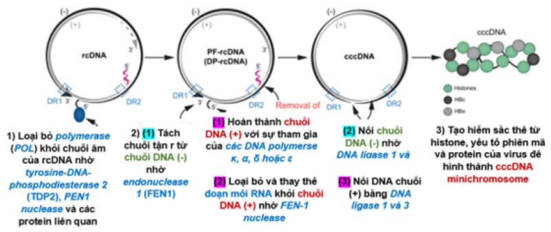 Hình 3. Sự hình thành cccDNA minichromosome từ rcDNA của HBV (Martinez MG, 2021 [5]).