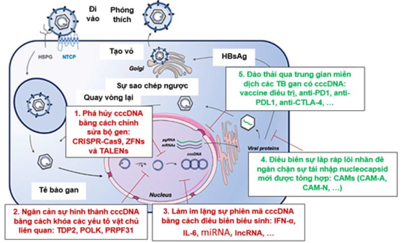 Hình 4. Các đích và cơ chế tác động của các thuốc nhắm đích vào cccDNA của virus trong vòng đời của HBV (Ligat G, 2020 [10]). Các thuốc tác dụng trực tiếp vào cccDNA màu đỏ, các thuốc tác dụng gián tiếp vào cccDNA màu xanh lá cây.