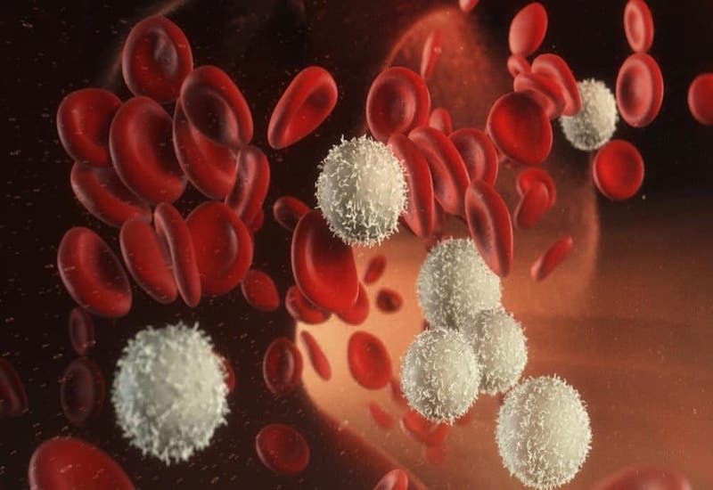 Bạch cầu là những tế bào máu trắng giúp chống lại những tác nhân có hại xâm nhập vào cơ thể