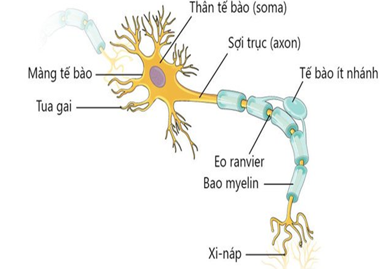 nơron thần kinh