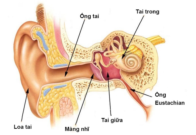 Hình ảnh các bộ phận trong tai