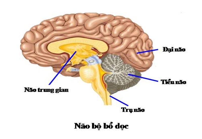 Bộ não được chia thành các phần khác nhau