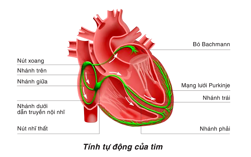 Hệ dẫn truyền tim còn được gọi là hệ nhĩ