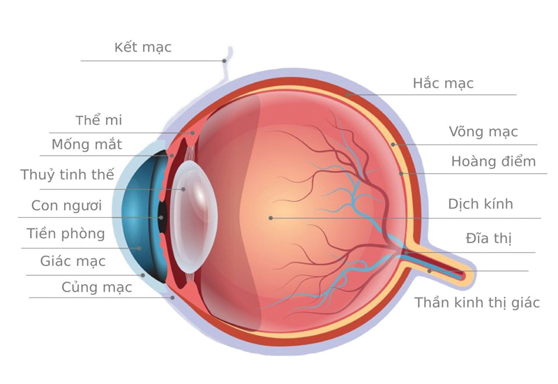Mắt người tạo thành từ nhiều khu vực khác nhau, đảm bảo một chức năng riêng