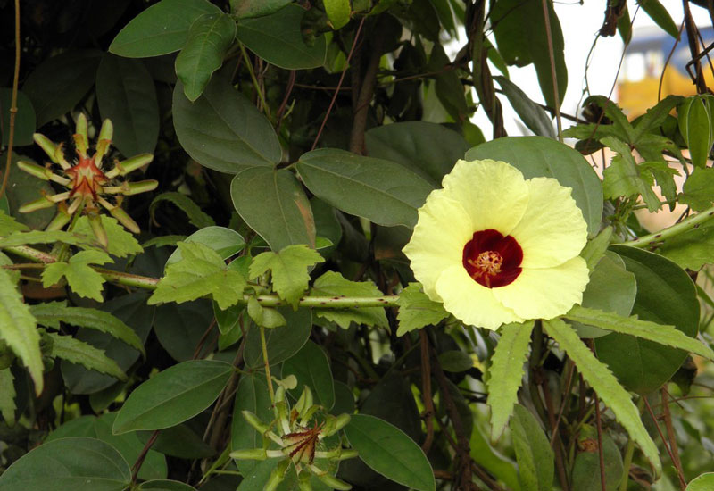 Hoa của cây bụp xước hay lá chua sở hữu màu vàng tươi đặc trưng