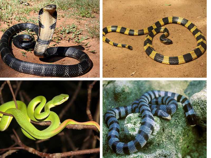 Một số loài rắn thường gặp ở Việt Nam