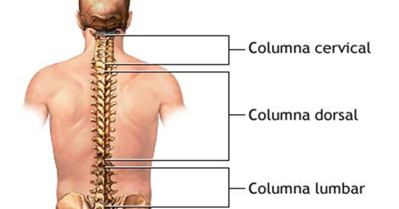 Cột sống lưng bắt đầu từ cuối xương chẩm đến đầu xương cụt