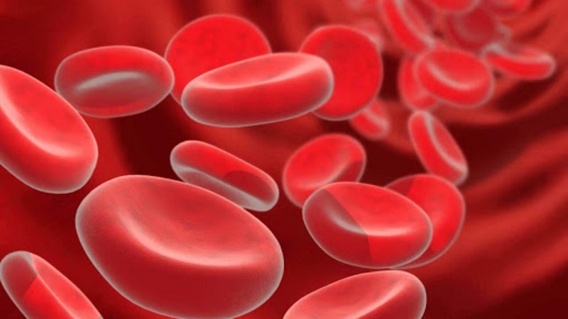 Thời gian tồn tại của tế bào hồng cầu sẽ bị rút ngắn khi tan máu tự miễn xảy ra