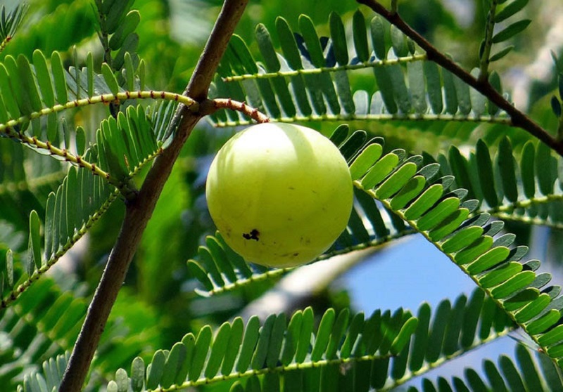 Cây me rừng là dược liệu tự nhiên hữu ích trong chữa trị nhiều bệnh lý