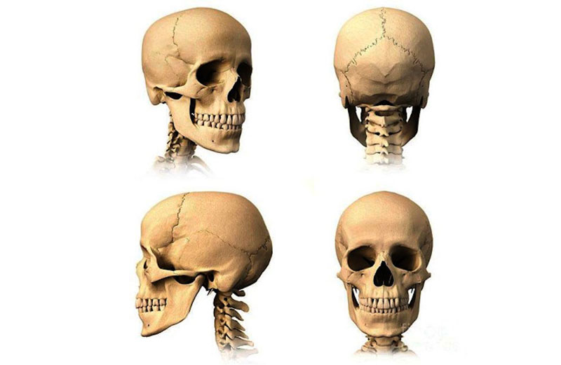 Cấu trúc hộp sọ chắc chắn để bảo vệ bộ não