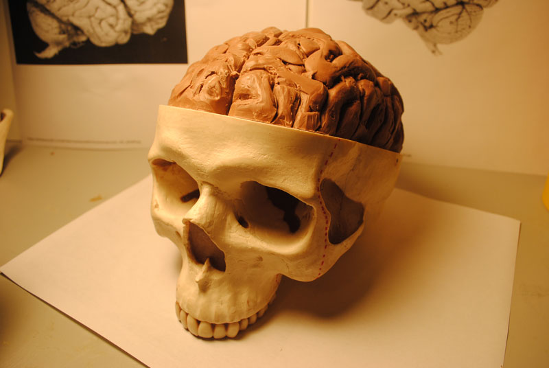 Hộp sọ có nhiệm vụ nâng đỡ toàn bộ khuôn mặt và bảo vệ não bộ