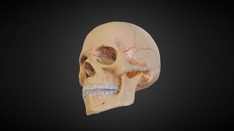 Hộp sọ người gồm có 8 xương chính