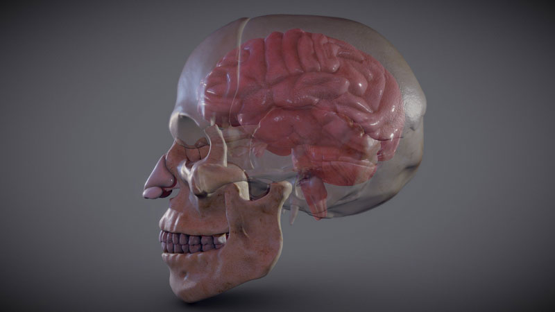 Hộp sọ người là bộ phận quan trọng bảo vệ não bộ