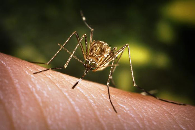 Muỗi là vật trung gian truyền virus gây bệnh viêm não Nhật Bản