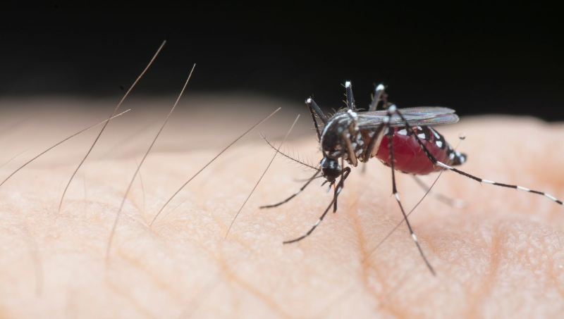 Các nguyên nhân gây ra bệnh sốt xuất huyết chủ yếu liên quan đến muỗi Aedes