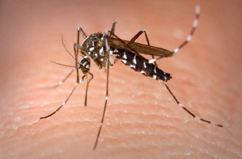 Muỗi vằn là tác nhân khiến bệnh sốt xuất huyết lây lan nhanh trong cộng đồng