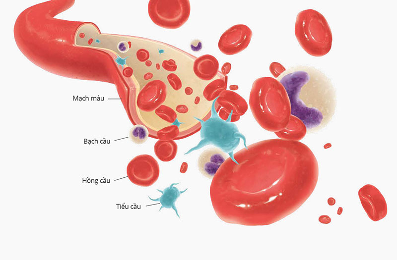 Tiểu cầu có vai trò quan trọng đối với việc tạo ra cục máu đông để cầm máu