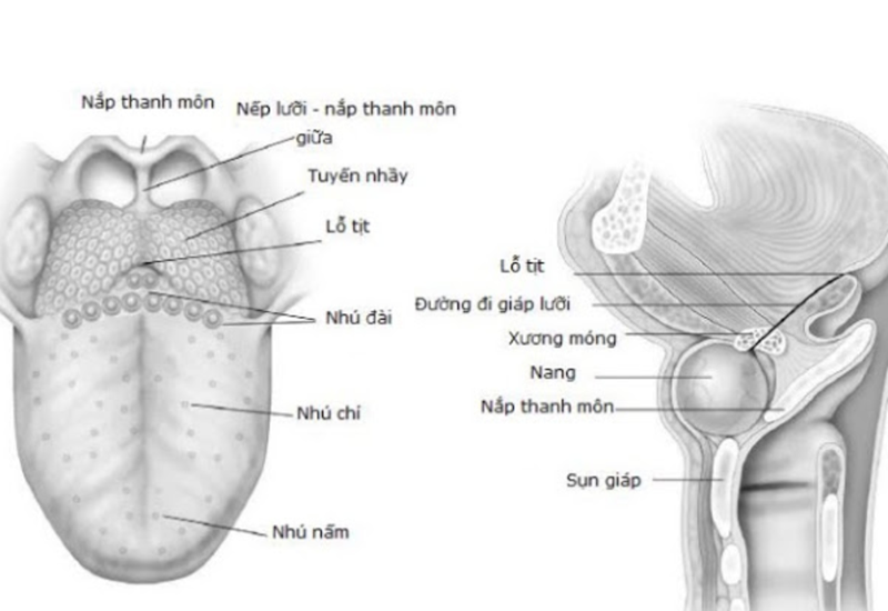 U nang giáp móng xảy ra ở vùng cổ