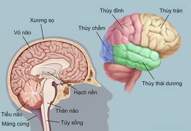 Bộ não có cấu tạo rất phức tạp