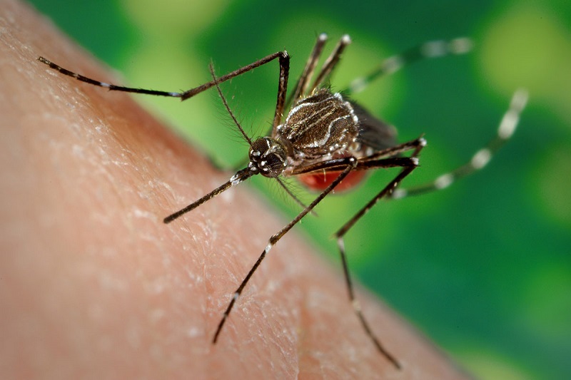 Cần chú trọng việc tiêu diệt muỗi gây bệnh
