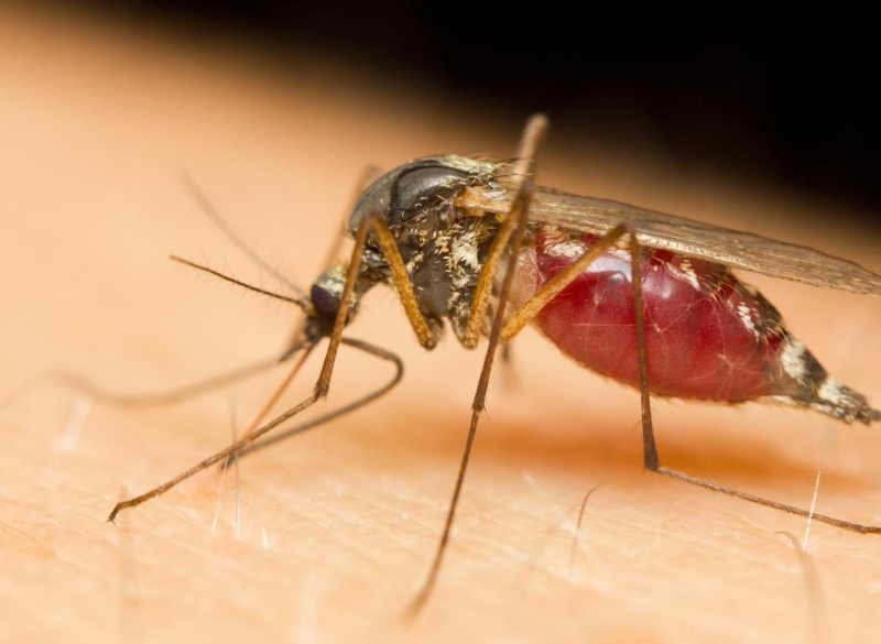   Muỗi cái chích và truyền nhiễm ký sinh trùng Plasmodium từ người mắc bệnh