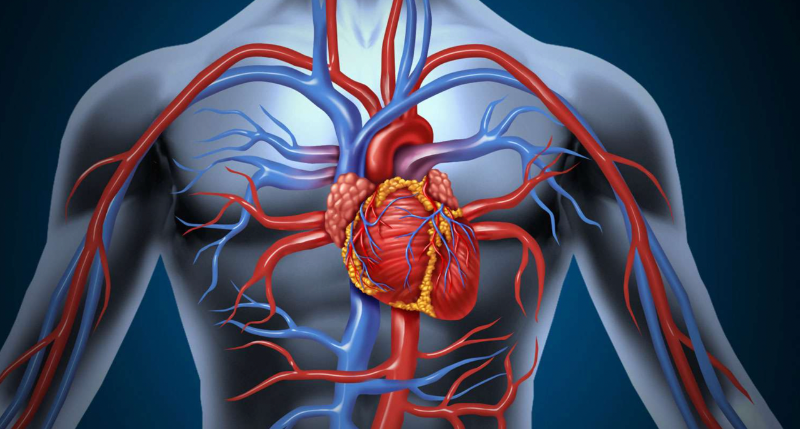 Chức năng chính của LAD: cung cấp máu và dưỡng chất cho các phần cơ của tim 