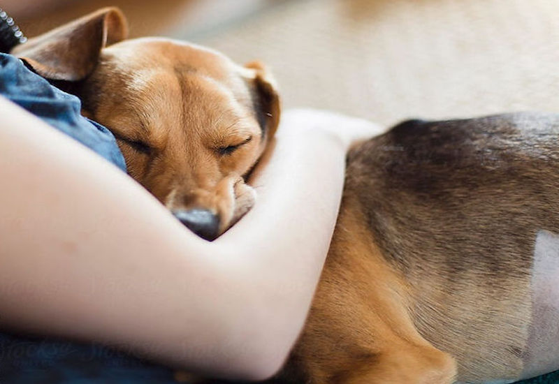 Hãy chú ý phòng ngừa bệnh sán chó lây từ vật nuôi trong gia đình