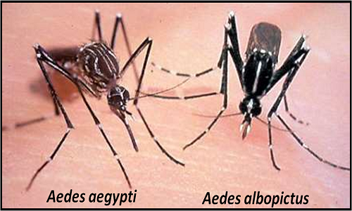 2 loại muỗi gây bệnh chính là Aedes aegypti và Aedes albopictus