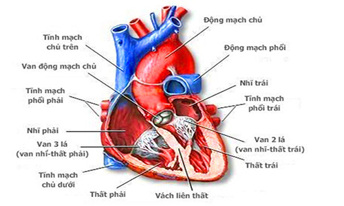 Chụp cộng hưởng từ tim mạch giúp kiểm tra các bệnh lý về tim
