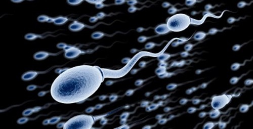 xét nghiệm vô sinh nam giúp đánh giá khả năng sinh sản của nam giới
