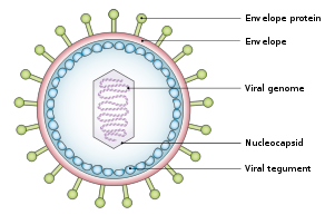 xét nghiệm kháng thể EBV một loại virus lây qua đường hôn